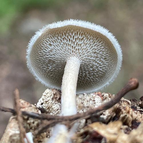 trúdnik plástovitý (Lentinus arcularius)