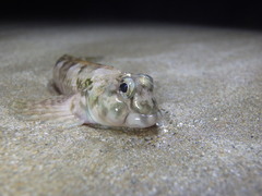Lepidoblennius haplodactylus