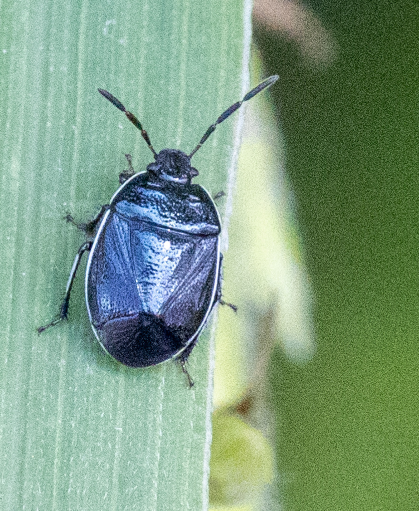 White-margined Burrower Bug from Madison County, OH, USA on August 3 ...