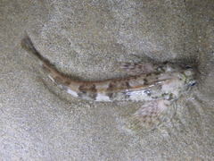 Lepidoblennius haplodactylus