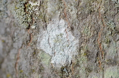 Ochrolechia arborea image