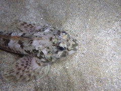 Lepidoblennius haplodactylus