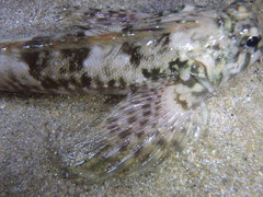 Lepidoblennius haplodactylus