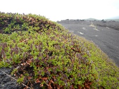 Salix berberifolia kamtschatica