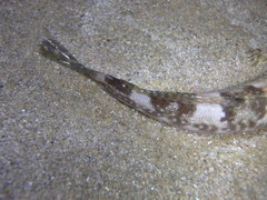 Lepidoblennius haplodactylus