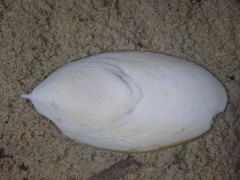 Sepia mestus