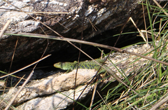 Timon lepidus ibericus