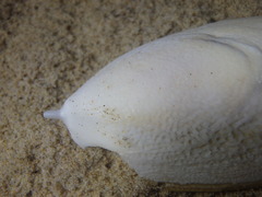 Sepia mestus