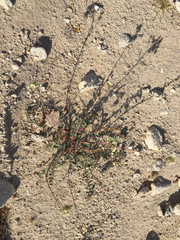 Chylismia claviformis aurantiaca
