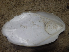 Sepia mestus