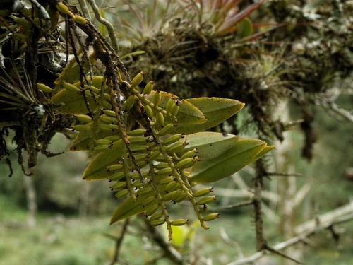 Image of Campylocentrum micranthum by (c) Victor De la Cruz, some rights reserved (CC BY)