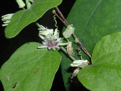 Passiflora sexflora