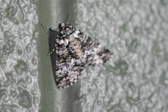 Lophosigna catasticta