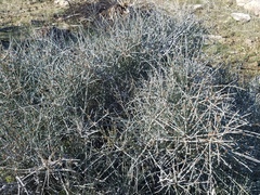 Ephedra aspera