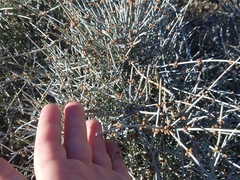 Ephedra aspera