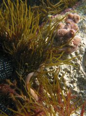 Baseodiscus delineatus