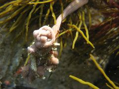 Baseodiscus delineatus