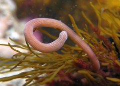 Baseodiscus delineatus