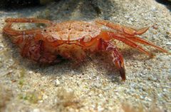 Nectocarcinus