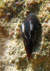 Mitrella lincolnensis