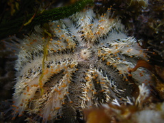 Amblypneustes elevatus elevatus