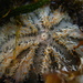 Amblypneustes elevatus elevatus - Photo 由 Helen Crawford 所上傳的 (c) Helen Crawford，保留部份權利CC BY-NC-ND