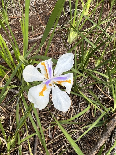 Dietes grandiflora, 2023-08-03