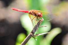 Sympetrum illotum