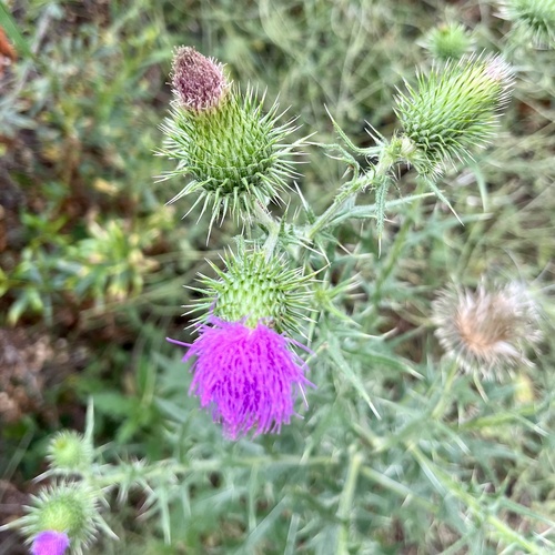 iNaturalist observation photo of Bull Thistle
