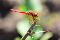 Sympetrum illotum