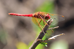 Sympetrum illotum