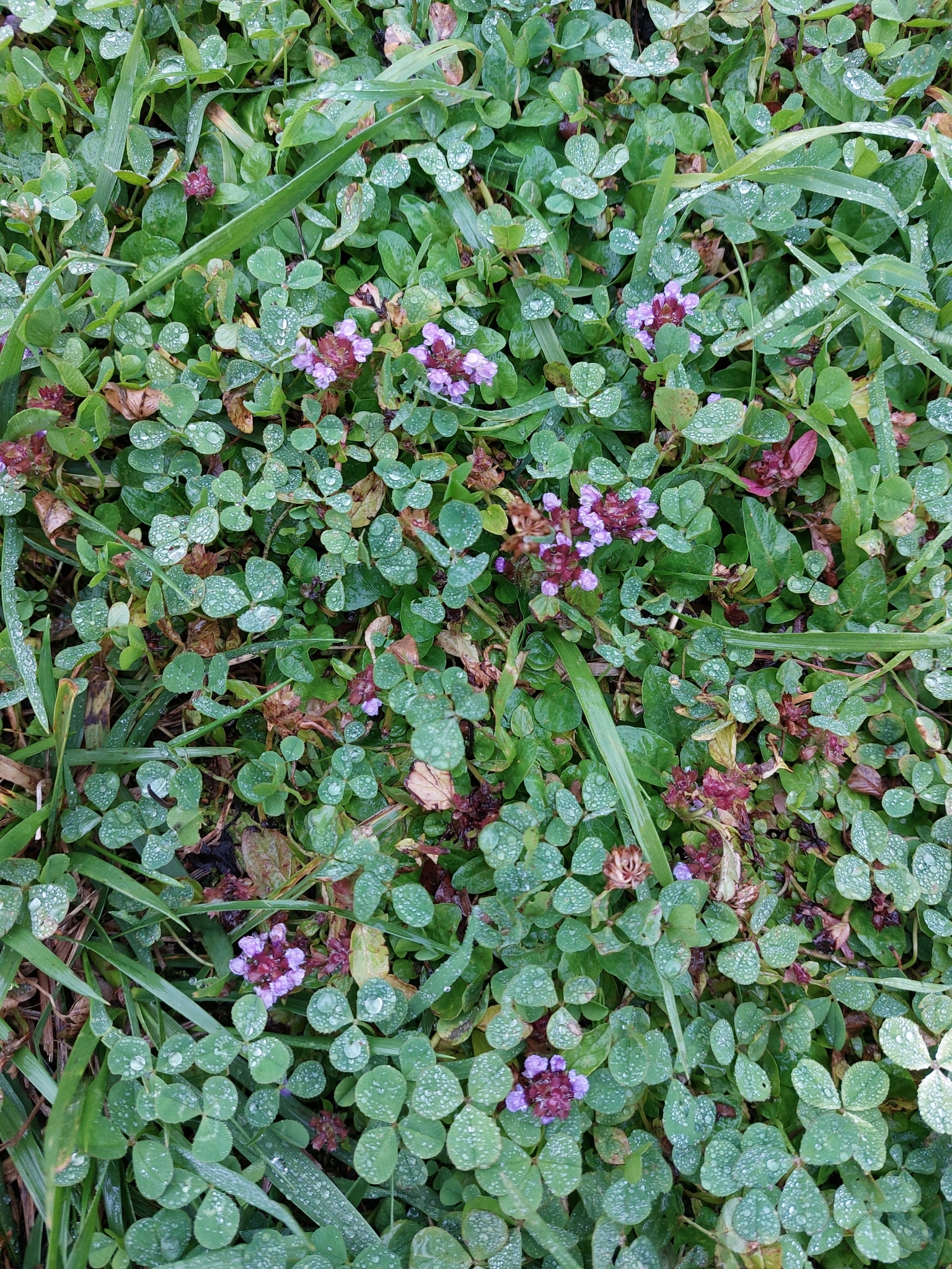 Prunella vulgaris — photo 3