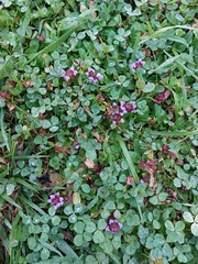 Prunella vulgaris — photo 3