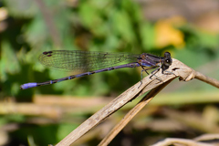 Argia