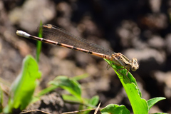 Argia