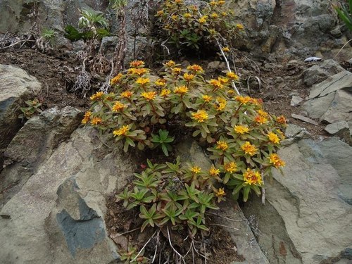 Phedimus kamtschaticus iNat (2)