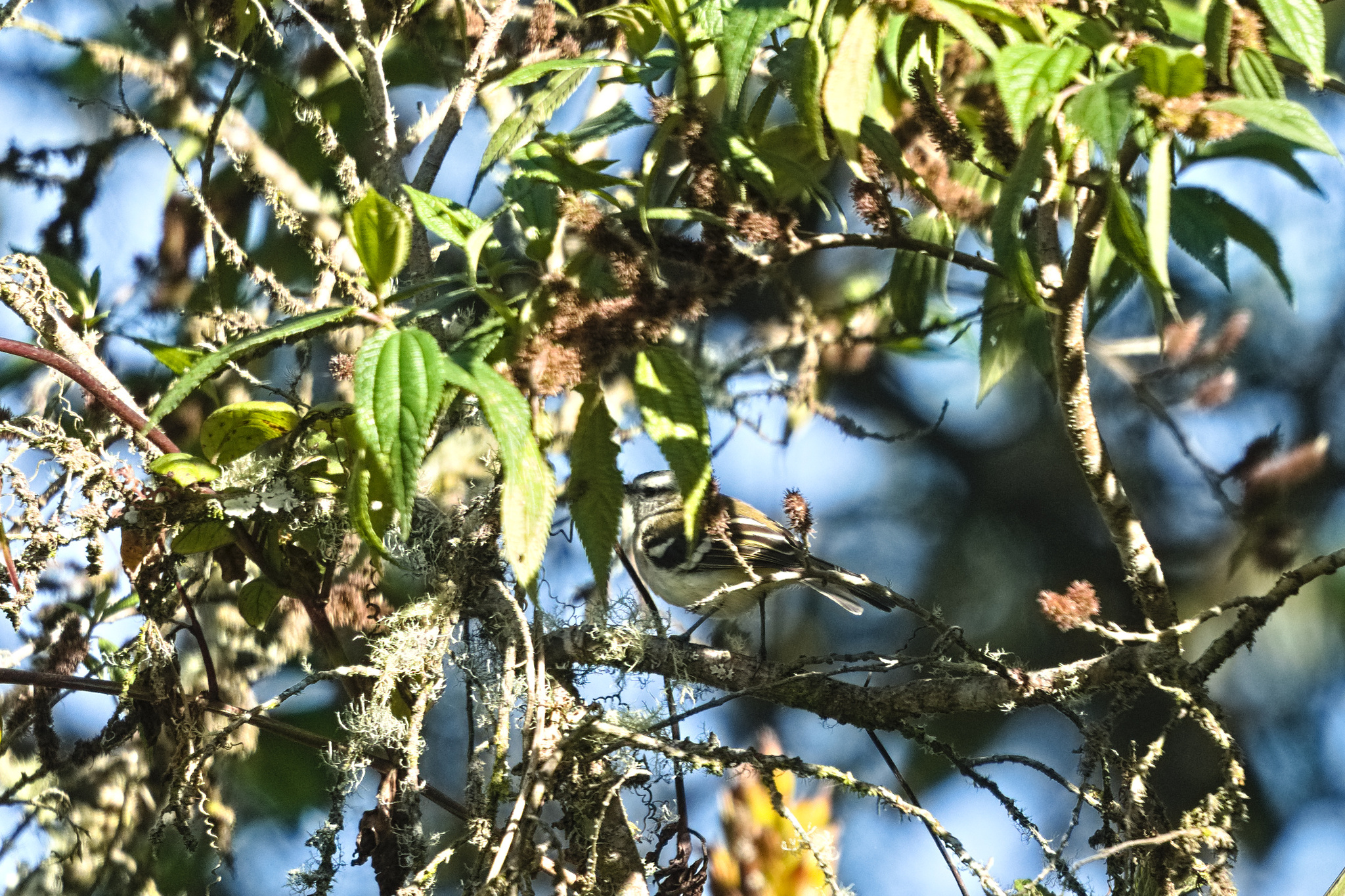 White-banded Tyrannulet (Mecocerculus stictopterus), photo 10