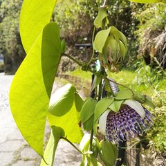 Passiflora ligularis