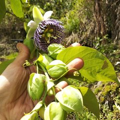 Passiflora ligularis