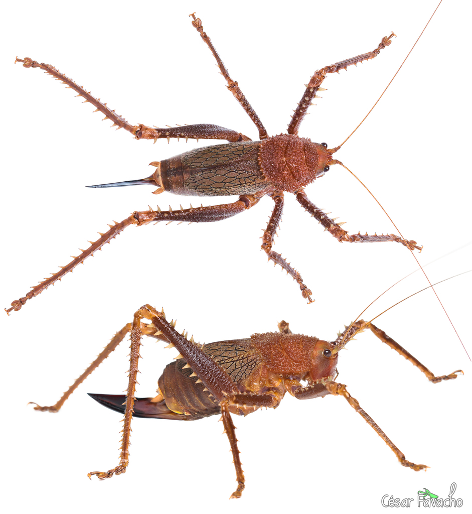Choeroparnops