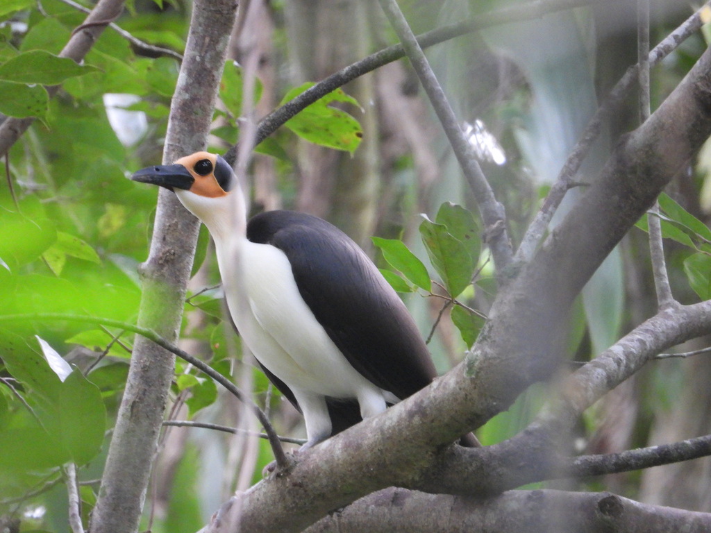 Rockfowl