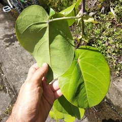 Passiflora ligularis