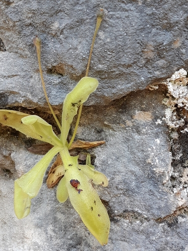 Pinguicula longifolia