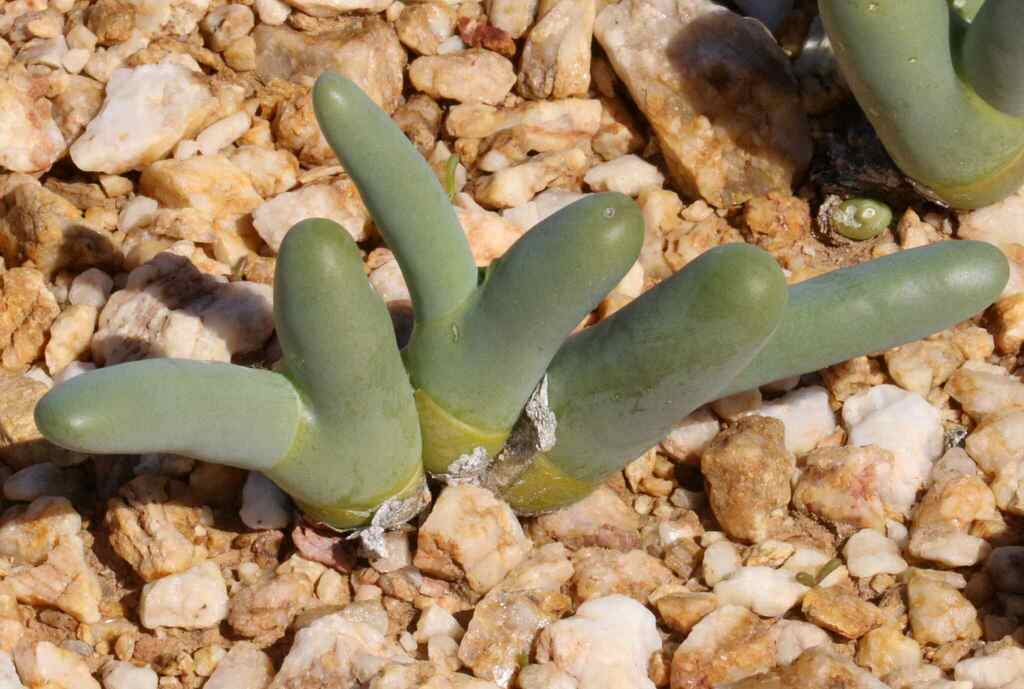 Mesembryanthemum digitatum digitatum from South Africa on July 25, 2023 ...