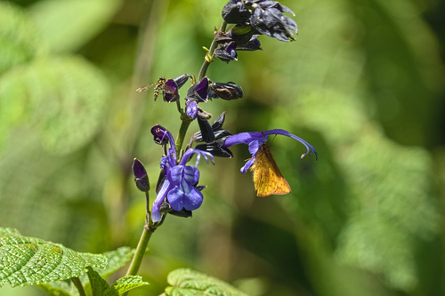 Salvia pichinchensis, photograph 6