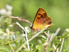 Lycaena enysii