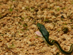 Leptophis mexicanus