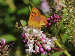 Lycaena enysii