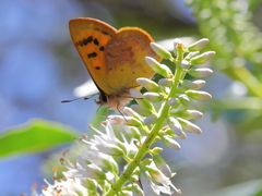 Lycaena enysii