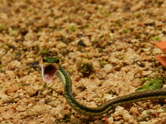 Leptophis mexicanus